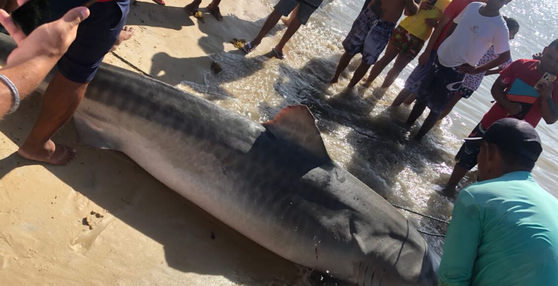 Tubar O Capturado Em Praia De Coroa Vermelha Not Cias